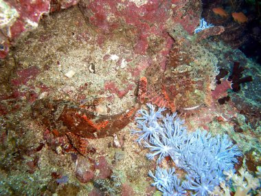 Tasseled Scorpionfish (Scorpaenopsis Oxycephala yerde filipino denizinde 10.12.2015