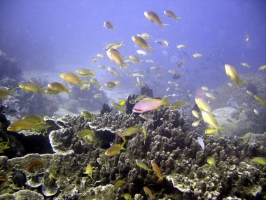 Sarı balık sürüsü Filipinler 'de yüzüyor. 17.1.2016