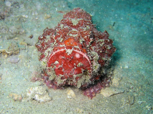 Stone fish (Synanceia Verrucosa) on the ground in the filipino sea 22.10.2015