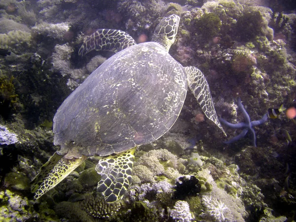 Tartaruga Marinha Está Nadando Mar Filipino 2015 — Fotografia de Stock