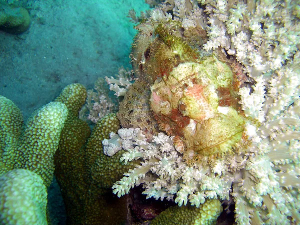 Tasseled Scorpionfish Scorpaenopsis Oxycephala Está Nadando Mar Filipino 2015 — Fotografia de Stock