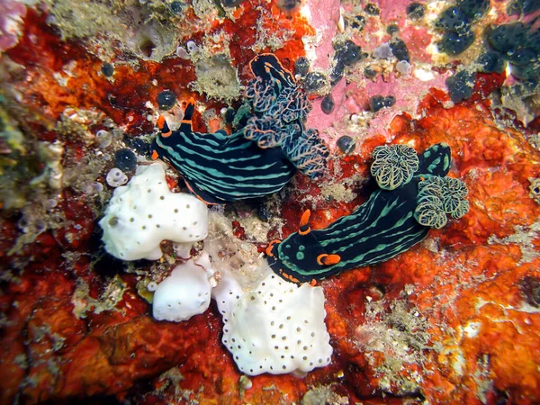 Variable Neon Slugs Nembrota Kubaryana Together Filipino Sea 2015 — Stock Photo, Image