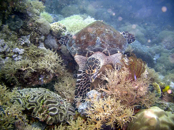Deniz Kaplumbağası Filipinler Yüzüyor 2015 — Stok fotoğraf
