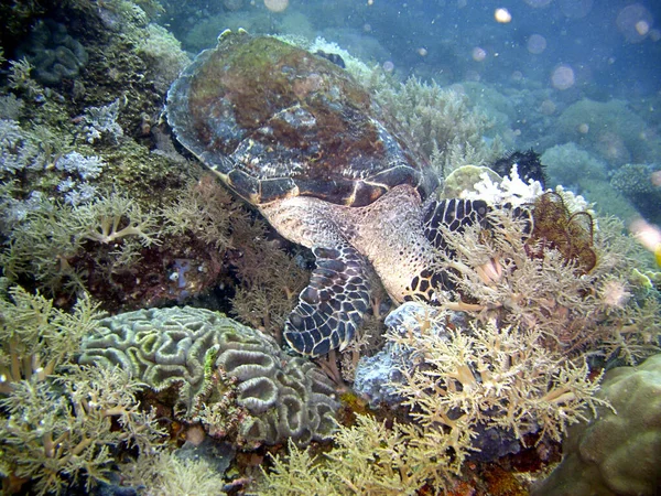 Tartaruga Marinha Está Nadando Mar Filipino 2015 — Fotografia de Stock