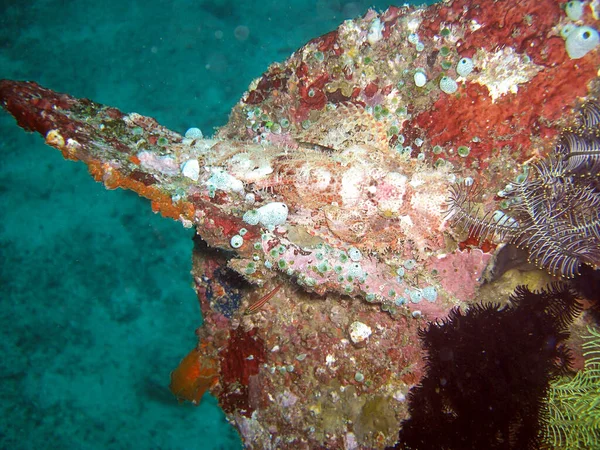 Scorpionfish Scorpaenopsis Oxycephala Nada Mar Filipino 2015 — Fotografia de Stock