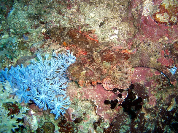 金丝雀鱼 Scorpaenopsis Oxyhead Ground Filipino Sea 2015 — 图库照片