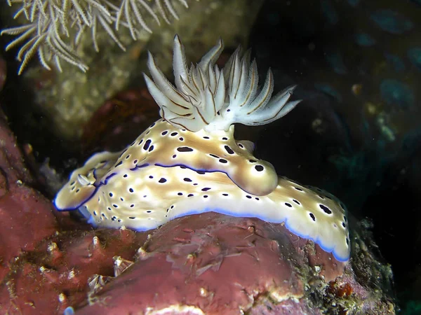 Mořský Slimák Hypselodoris Tryoni Plave Filipínském Moři 2015 — Stock fotografie
