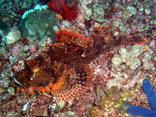 Tasseled Scorpionfish Scorpaenopsis Oxycephala Zemi Filipinském Moři 2015 — Stock fotografie