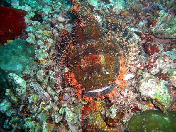 Tasseled Scorpionfish Scorpaenopsis Oxycephala Yerde Filipino Denizinde 2015 — Stok fotoğraf