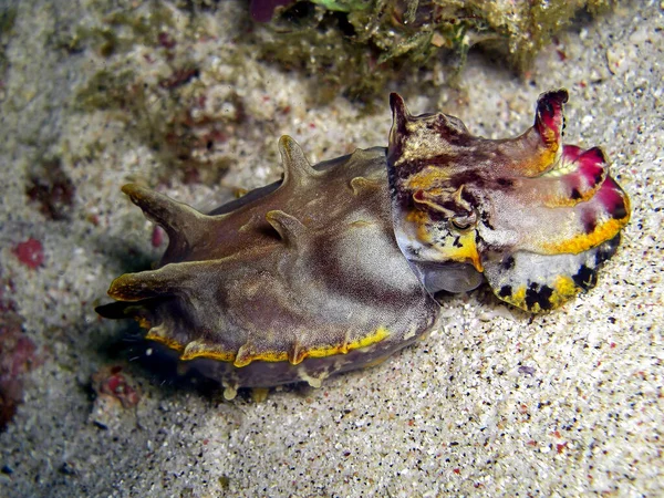 Flamboyant Cattlefish Seppie Flamboiant Cefalopode Filipinler Denizinde 2015 — Stok fotoğraf