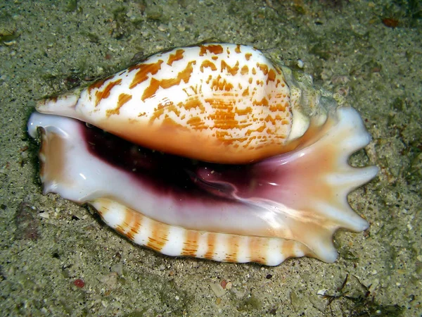 Colorful Shell Ground Filipino Sea 2015 — Stock Photo, Image