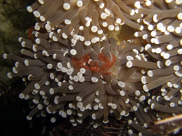 Granchio Piccolo Siede Anemone Nel Mare Del Filippino 2015 — Foto Stock