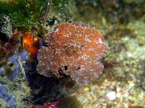 Cattlefish Sepia Suelo Mar Filipino 2016 — Foto de Stock