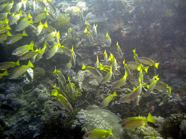 黄鱼群正在菲利皮诺海游泳 时间为2016年1月17日 — 图库照片