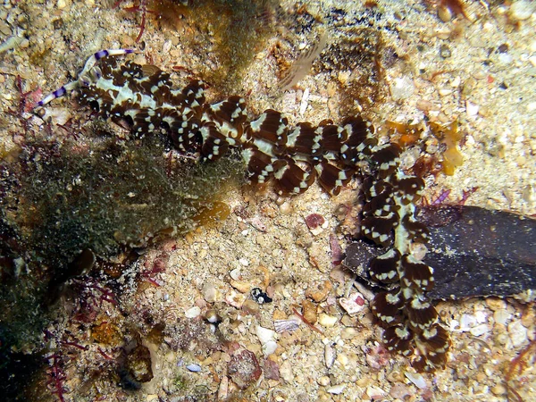 Nudibranch Preto Pteraeolidia Ianthina Orla Mar Filipino 2016 — Fotografia de Stock