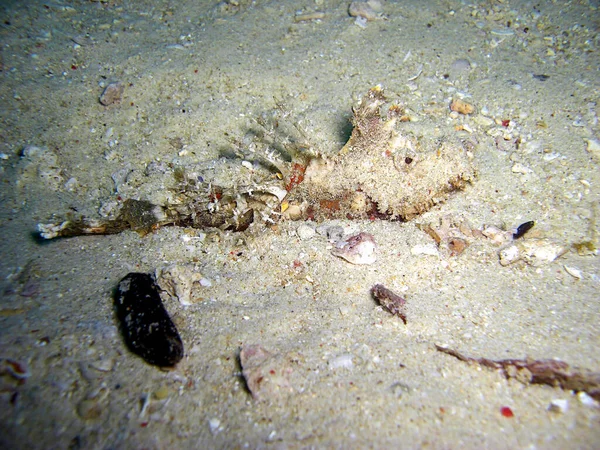 Tasseled Scorpionfish Scorpaenopsis Oxycephala Suelo Mar Filipino 2016 — Foto de Stock