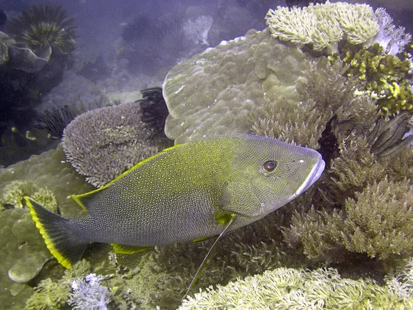Blubberlip Snapper (Lutjanus Rivulatus) Filipinler 'de 19.2.2016' da yüzer.