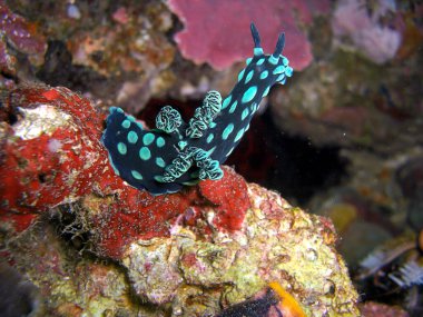 Değişken Neon Sümüklüböcek (Nembrotha Cristata) Filipinler denizinde 27.1.2015