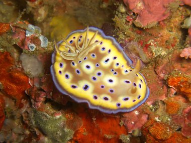 Deniz Sümüklüböceği (Chromodoris Kunei) Filipinler Denizi 'nde 11.2.2015
