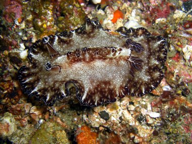 Karadeniz Salyangozu veya Çıplak Salyangoz (Nembrotha) Filipinler denizinde 7.2.2015