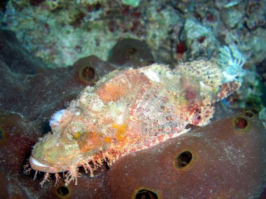 Tasseled Scorpionfish (Scorpaenopsis Oxycephala) Filipinler 'de 20.10.10.2014' te yüzer.