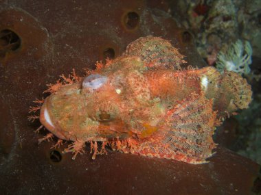 Tasseled Scorpionfish (Scorpaenopsis Oxycephala) Filipinler 'de 20.10.10.2014' te yüzer.