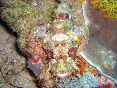 Tasseled Scorpionfish (Scorpaenopsis Oxycephala) Filipinler 'de 25.10.10.2014' te yüzer.