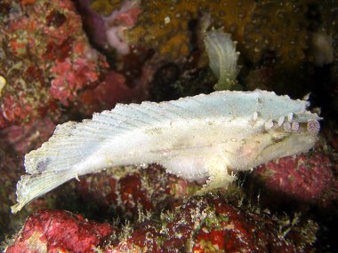 Yaprak Akrep Balığı (Taenianotus Triacanthus) Filipinler 'de 5.2.2015' te yüzer.