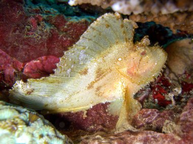 Yaprak Akrep Balığı (Taenianotus Triacanthus) Filipinler 'de 20.10.10.2014' te yüzer.