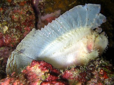 Yaprak Akrep Balığı (Taenianotus Triacanthus) Filipinler 'de 5.2.2015' te yüzer.