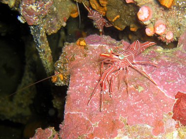 Filipinler denizinde 7.2.2015 'te yerde Dans eden Karides (Rhynchocinetes)