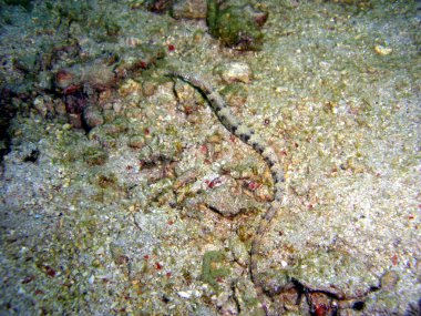 Filipinler 'de yerde bulunan boru balığı (Doryrhamphus) 8.2.2015