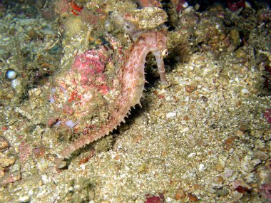 Filipinler Denizi 'nde yerde yatan Küçük Deniz Atı 12.2015