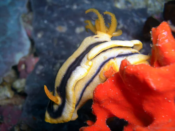 Žlutá Černá Nudibranch Nembrotha Zemi Filipínském Moři 2014 — Stock fotografie