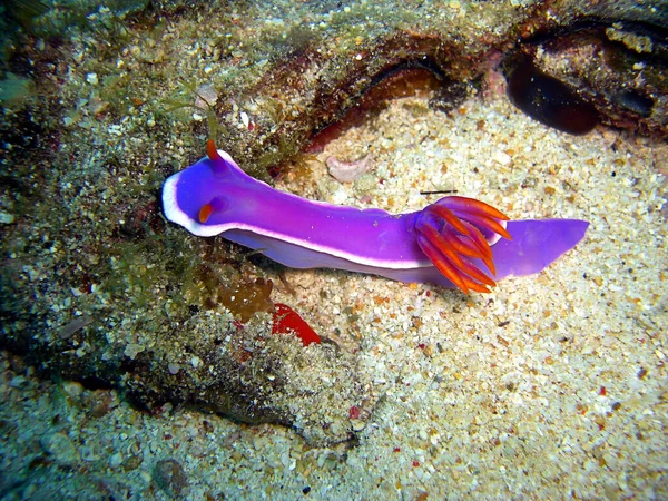 Mar Colorido Slug Nudibranch Hypselodoris Apolegma Suelo Mar Filipino 2014 — Foto de Stock