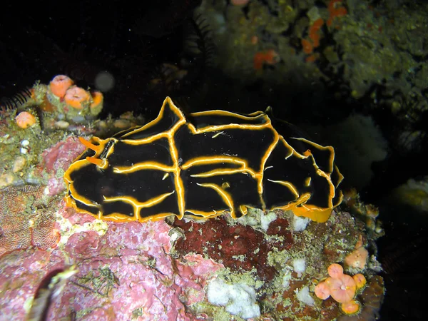 Nero Giallo Nudibranch Sea Slug Reticulidi Halgerda Terra Nel Mare — Foto Stock