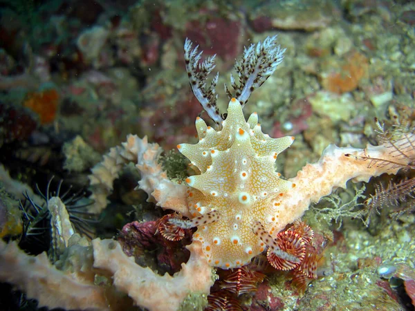 White Nudibranch Sea Slug Nembrotha Ground Filipino Sea 2015 — стокове фото