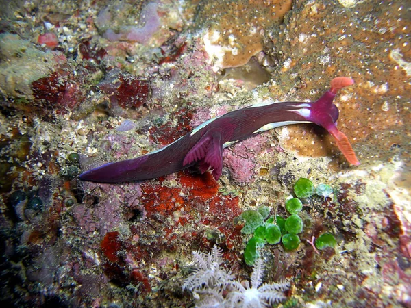 Sea Slug Nudibranch Nembrotha Purpureo Lineata Ground Filipino Sea 2015 — 图库照片