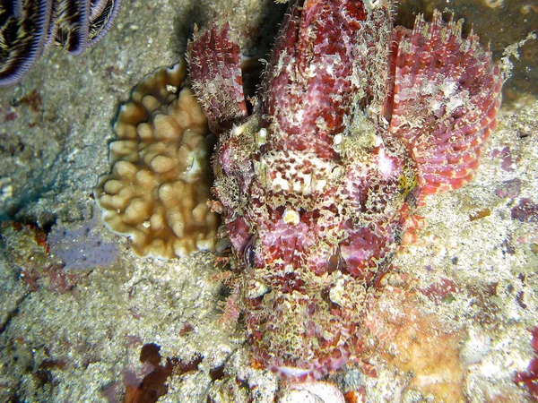 Оксицефала Scorpaenopsis Oxycephala Плаває Морі Філіппінців 2014 — стокове фото