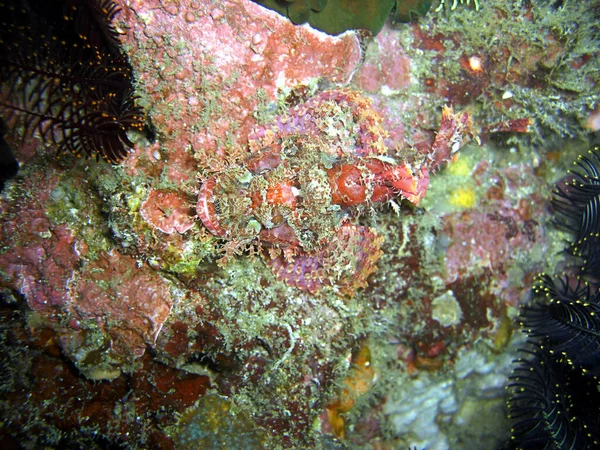Tasseled Skorpionfish Scorpaenopsis Oxycephala Svømmer Det Filippinske Hav 2015 - Stock-foto