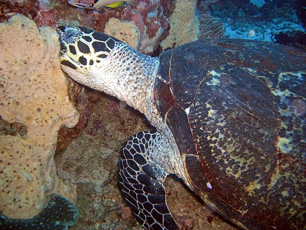 Majestic Sea Turtle (Chelonia) Filipinler 'de yüzmektedir.