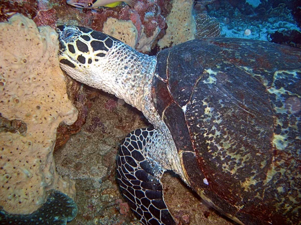 Majestic Sea Turtle Chelonia Filipinler Yüzmektedir — Stok fotoğraf