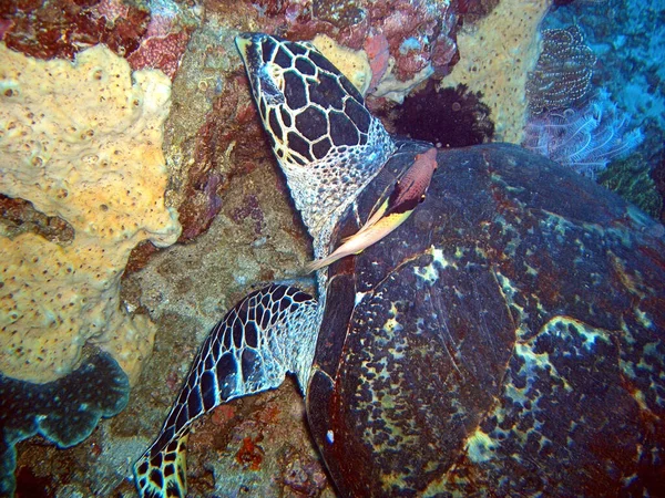 Majestic Sea Turtle Chelonia Schwimmt Philippinischen Meer 2014 — Stockfoto