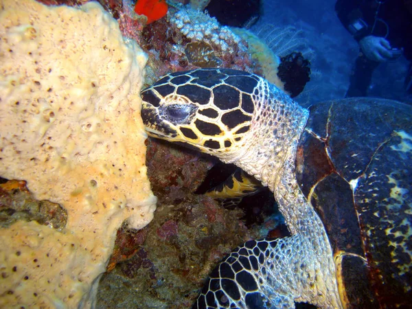 Majestic Sea Turtle Chelonia Schwimmt Philippinischen Meer 2014 — Stockfoto