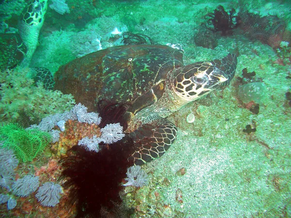 Majestic Sea Turtle Chelonia Filipinler Yüzmektedir — Stok fotoğraf