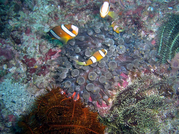 Clown Fish Amphiprion Percula Swims Anemone Ground Filipino Sea 2015 — Stock Photo, Image