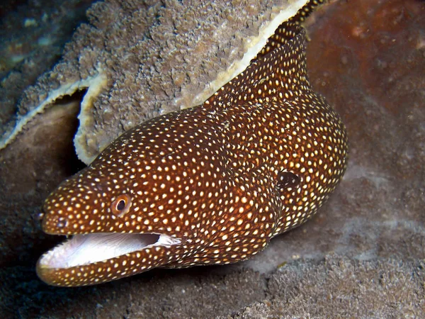 Boca Blanca Moray Eel Gymnothorax Meleagris Suelo Mar Filipino 2014 — Foto de Stock