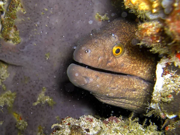 Moray Borde Amarillo Gymnothorax Flavimarginatus Sobresale Una Roca Mar Filipino — Foto de Stock