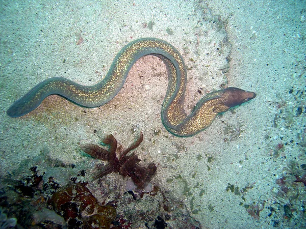 White Eyed Moray Gymnothorax Thyrsoides Ground Filipino Sea 2015 — Stock Photo, Image