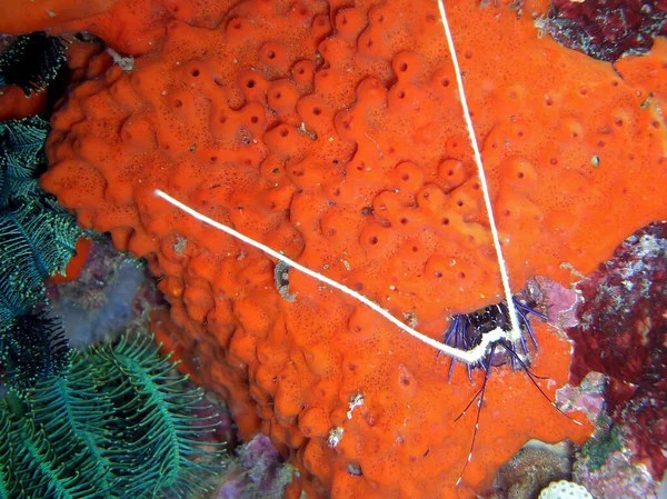 Little Lobster Ground Filipino Sea 2014 — Stock Photo, Image